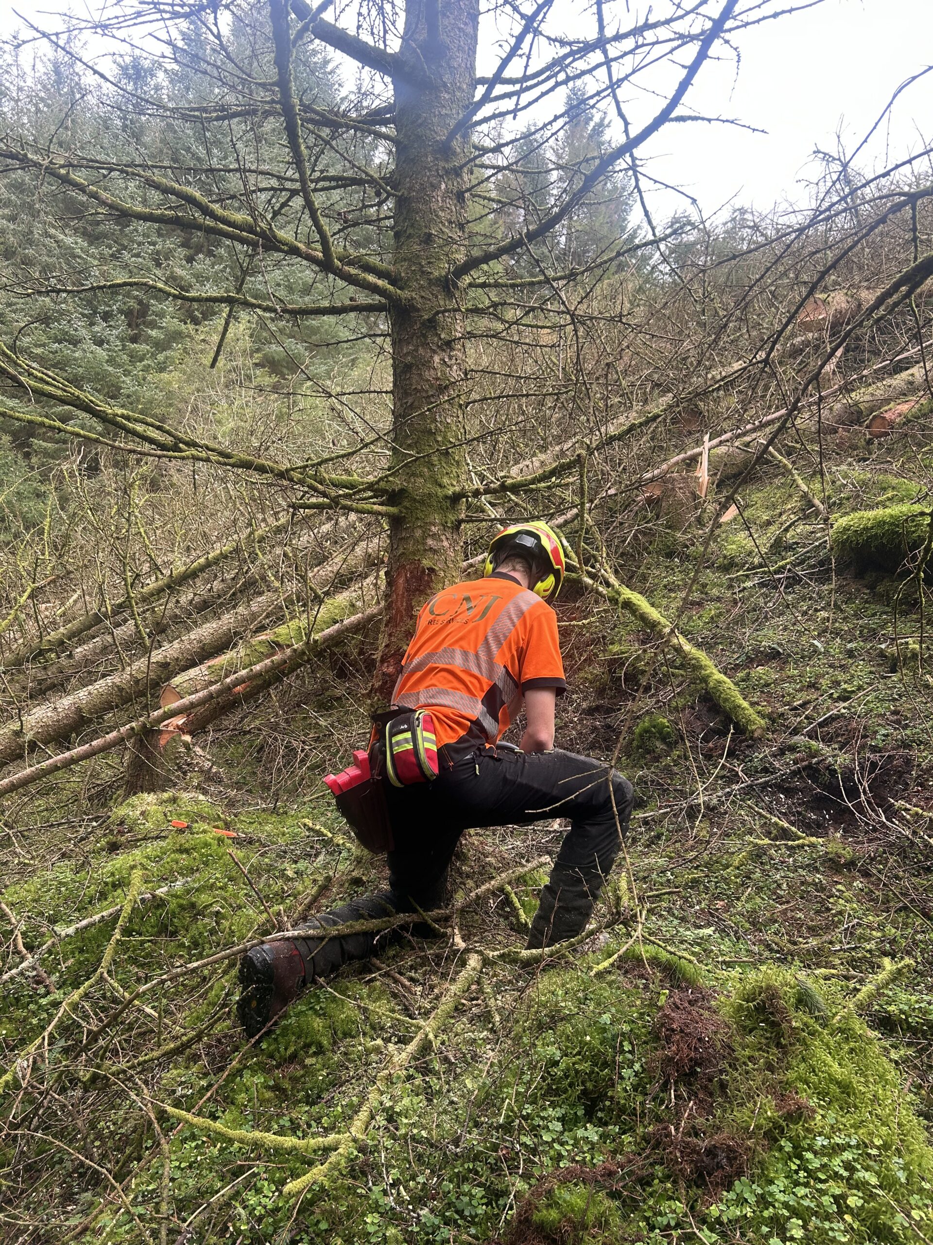An arborist using a chainsaw to cut a fallen tree on a wooded slope.