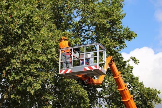 arborist in cherry picker pruning tree