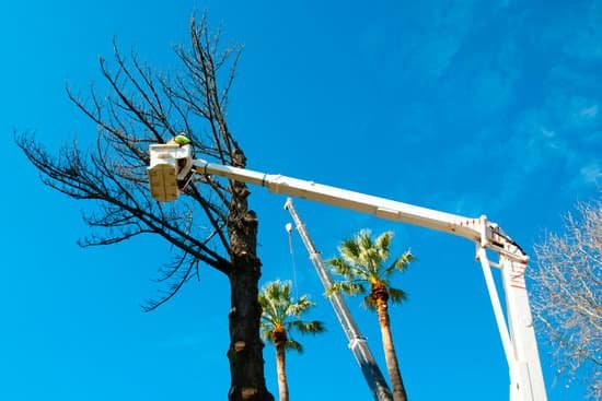 cherry picker pruning bare tree palms