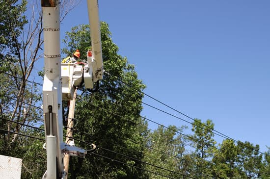 tree service