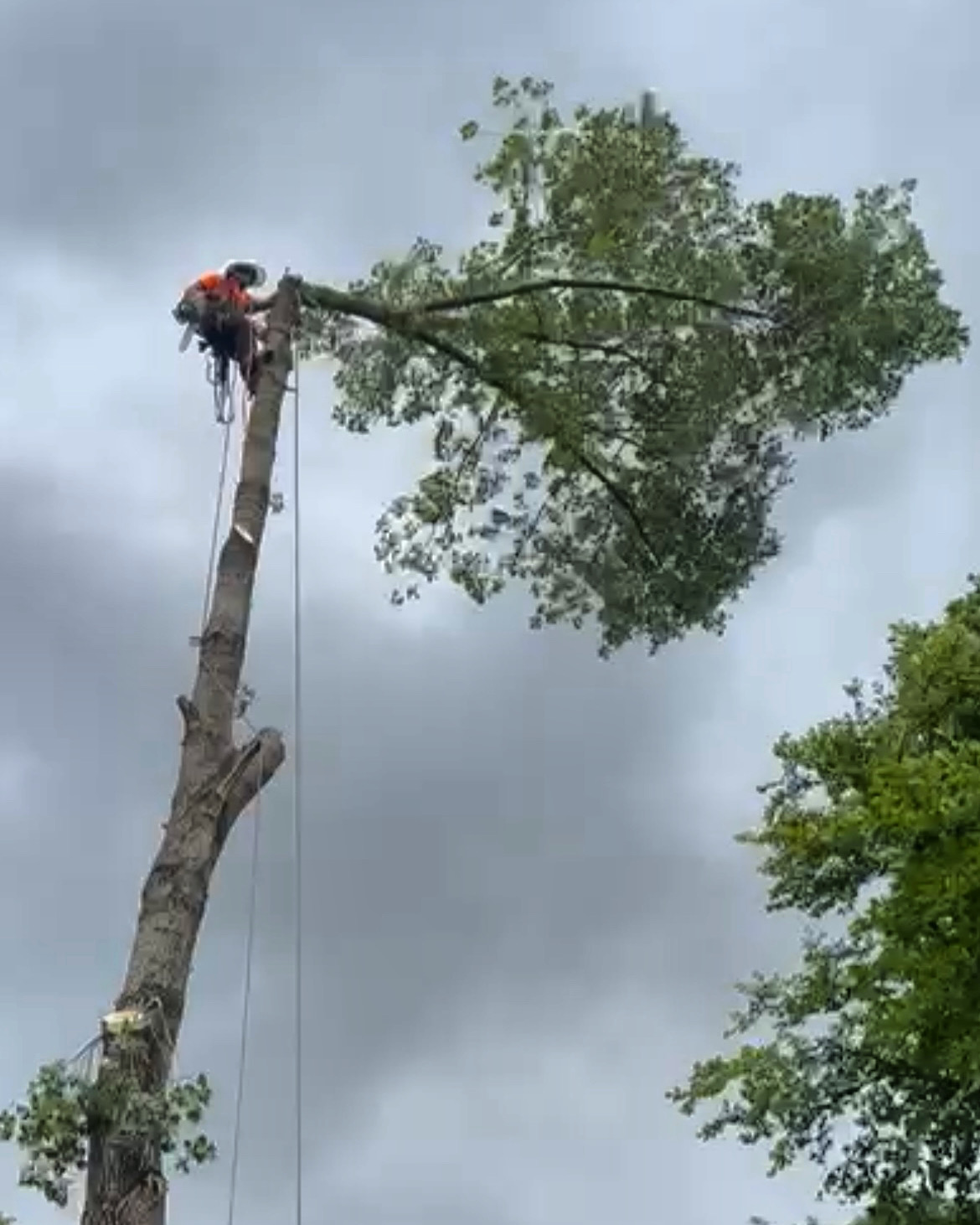 A climber cutting a branch at the top of a tall tree using rope access.