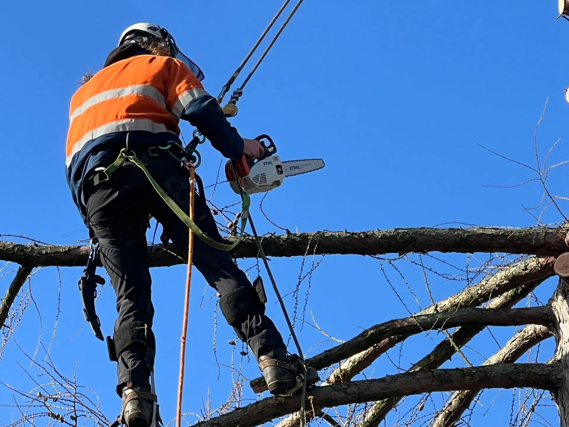A tree surgeon in a hi-vis orange and navy harness suit stands roped high in a bare tree, holding a Stihl chainsaw against a clear blue sky.