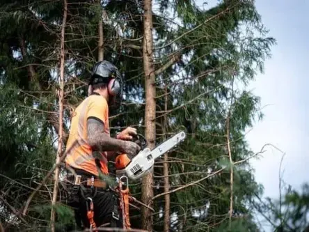 A tree climber in a harness and orange gear uses a chainsaw to prune branches high in a conifer tree.