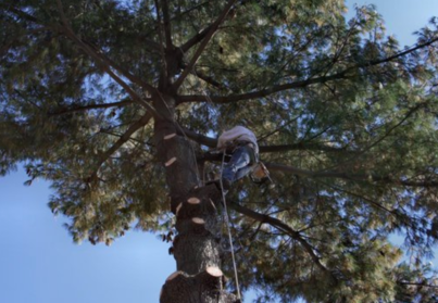 climber pruning tall conifer tree 2