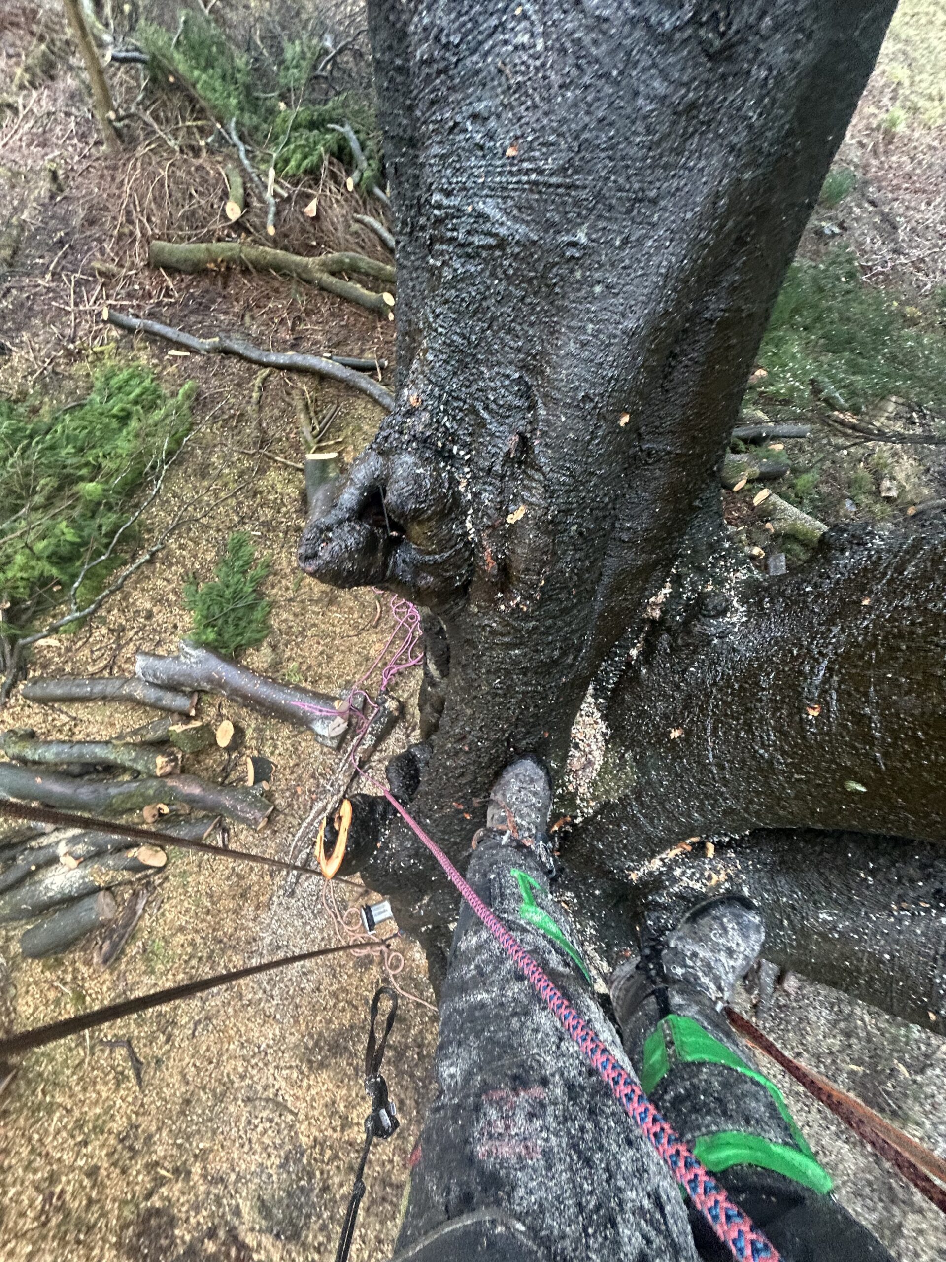 Close-up of a climber's spiked boots and rope gripped against a veteran tree trunk.
