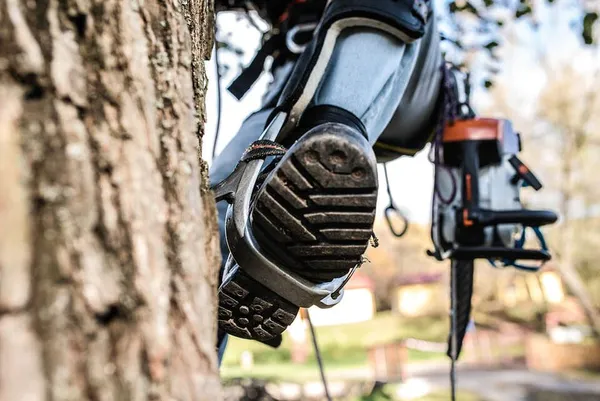 Close-up of a tree surgeon's spiked climbing boot gripped against tree bark, with a chainsaw hanging from the harness.