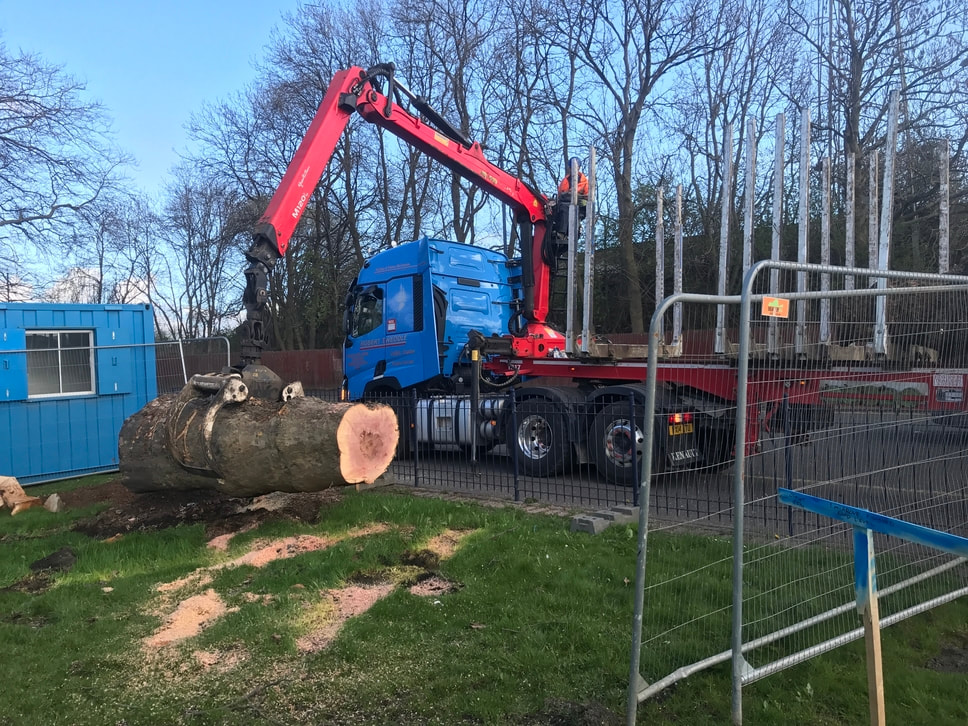 crane truck lifting large tree log