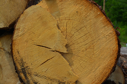cut log end grain rings close up