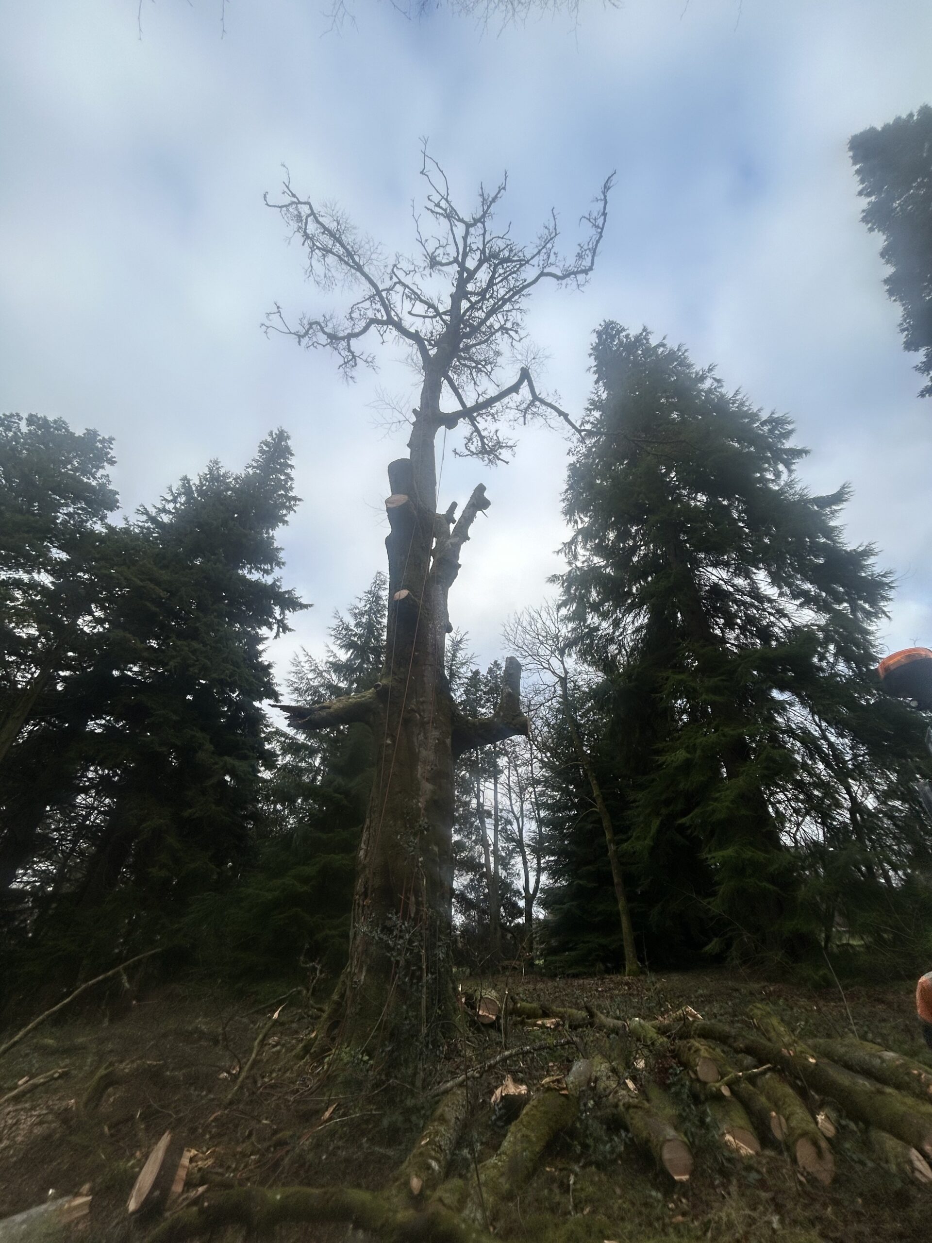A dead tree partially dismantled amid a stand of conifers during a clearance operation.