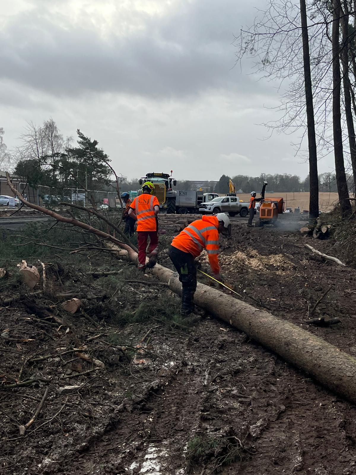 A felled tree trunk being measured on the ground beside a wood chipper.