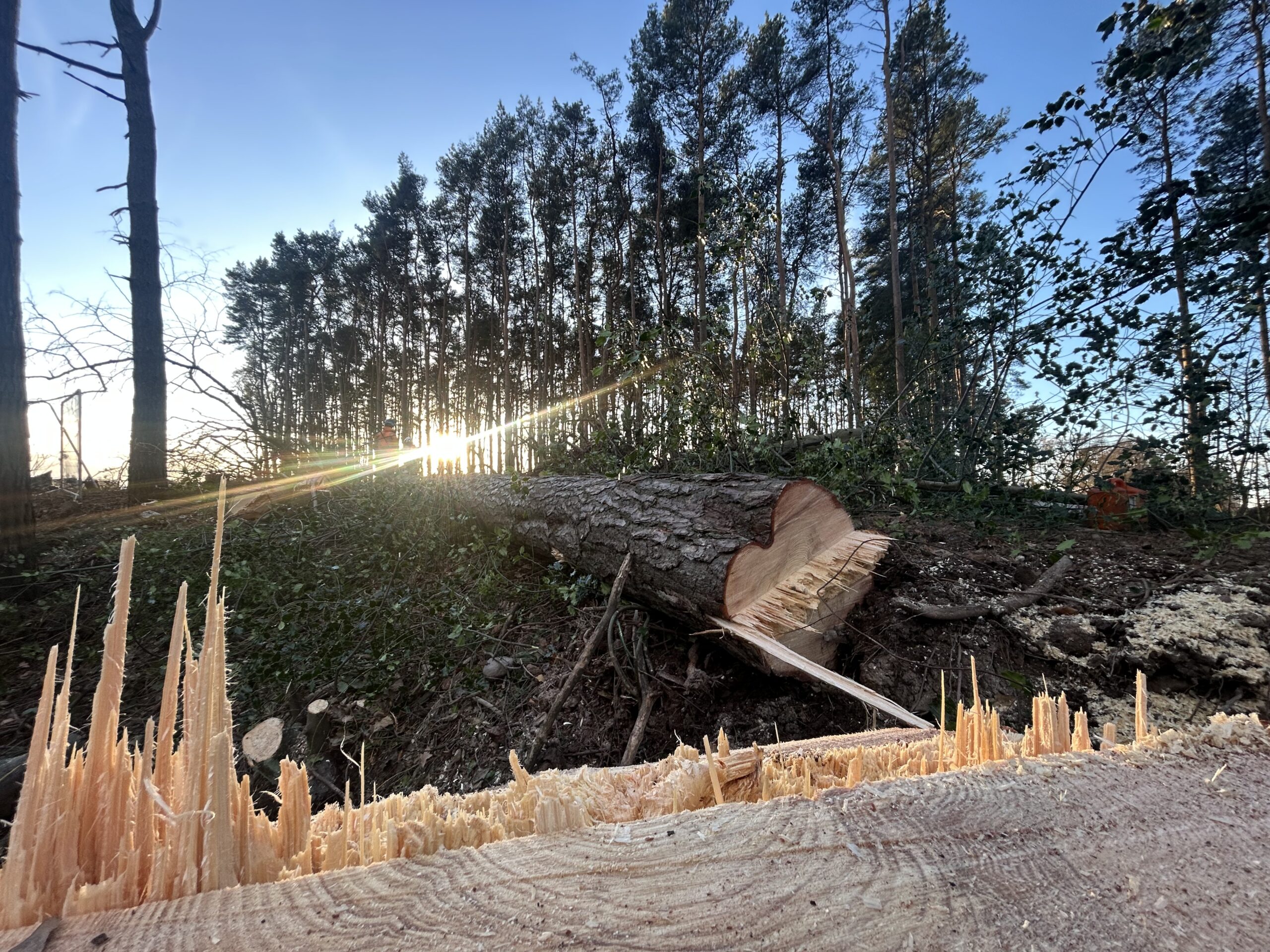 A felled tree trunk with a fresh chainsaw cut surrounded by wood chips.
