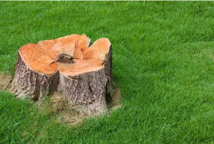 fresh tree stump cut in lawn