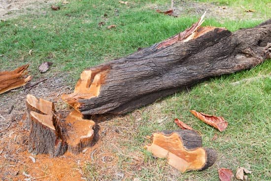 freshly cut tree stump with wood shavings