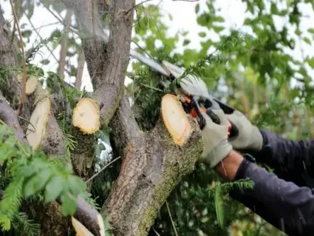 A gloved hand uses long-handled pruning shears to cut a tree branch, with several pale cut stubs already visible on the trunk.