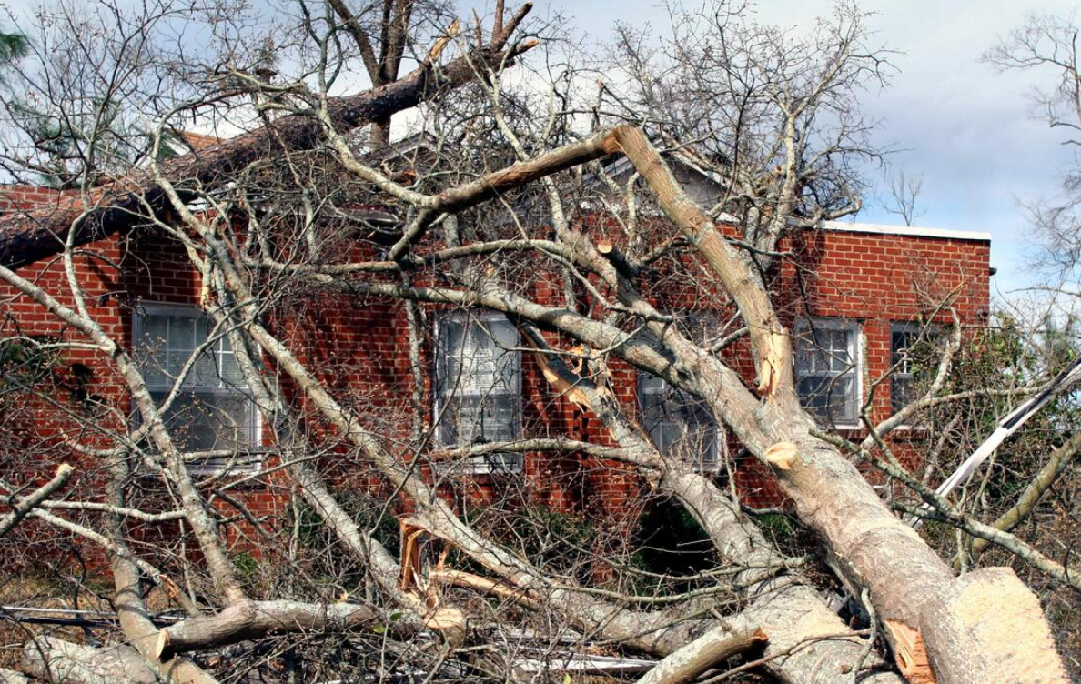 large fallen tree branches on brick house 5