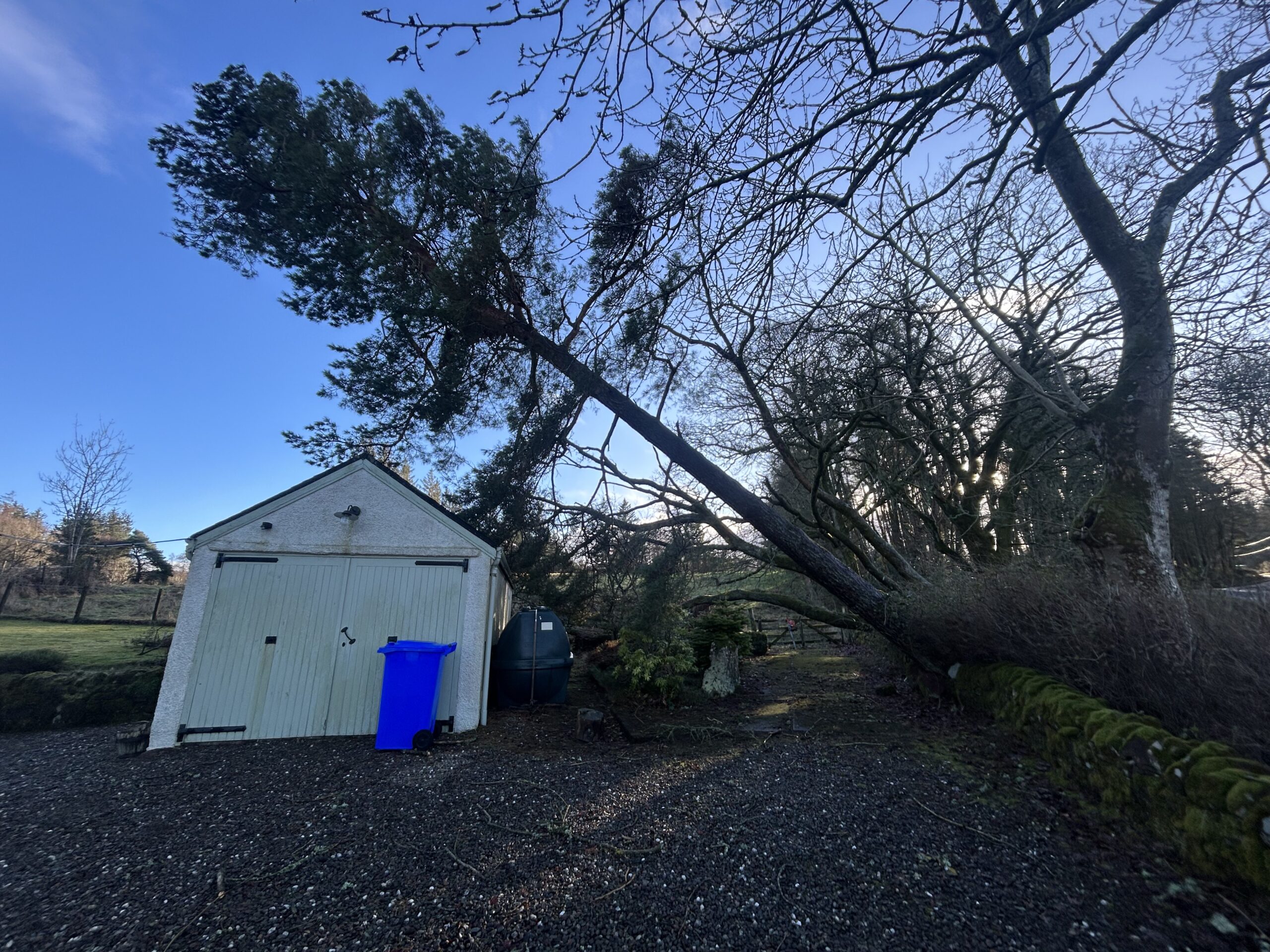 A leaning pine tree resting precariously against a garage roof.