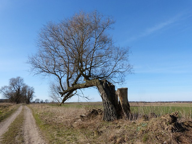 leaning tree beside cut stump
