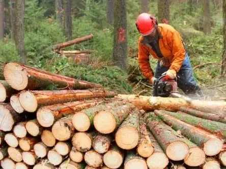 A worker in orange safety gear uses a chainsaw to cut felled logs in a forest clearing.