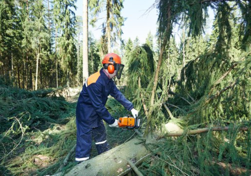 man chainsaw cutting fallen tree