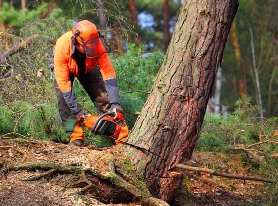 A worker in an orange helmet and safety gear crouches to chainsaw through the base of a pine tree in a forest.