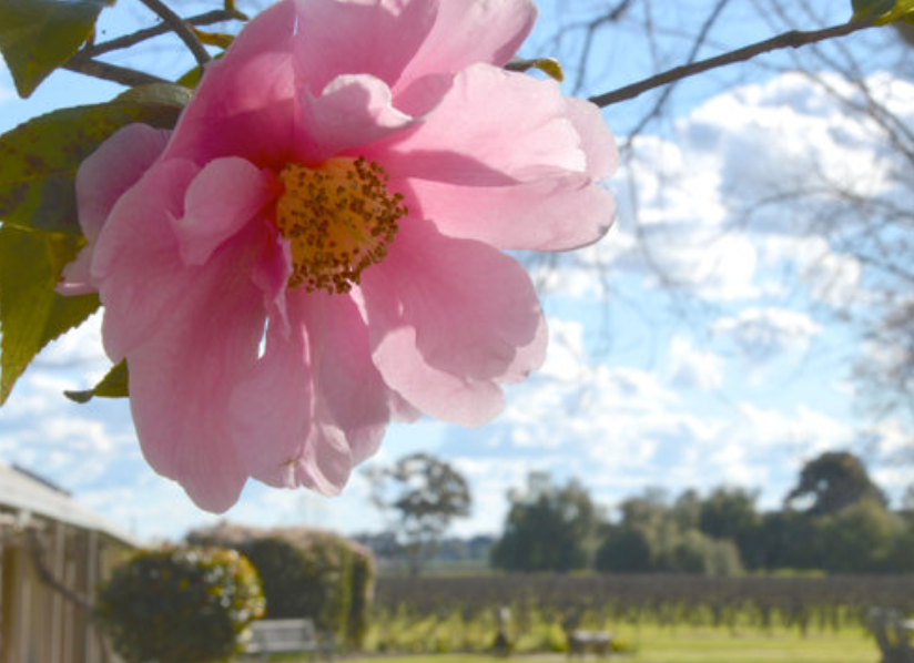pink flower blossom over vineyard view