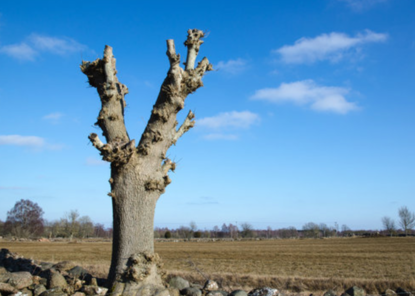 pollarded tree stump against blue sky farmland 3