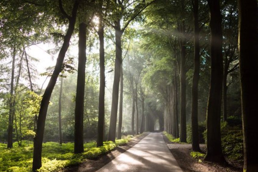 sunlit tree lined avenue with path