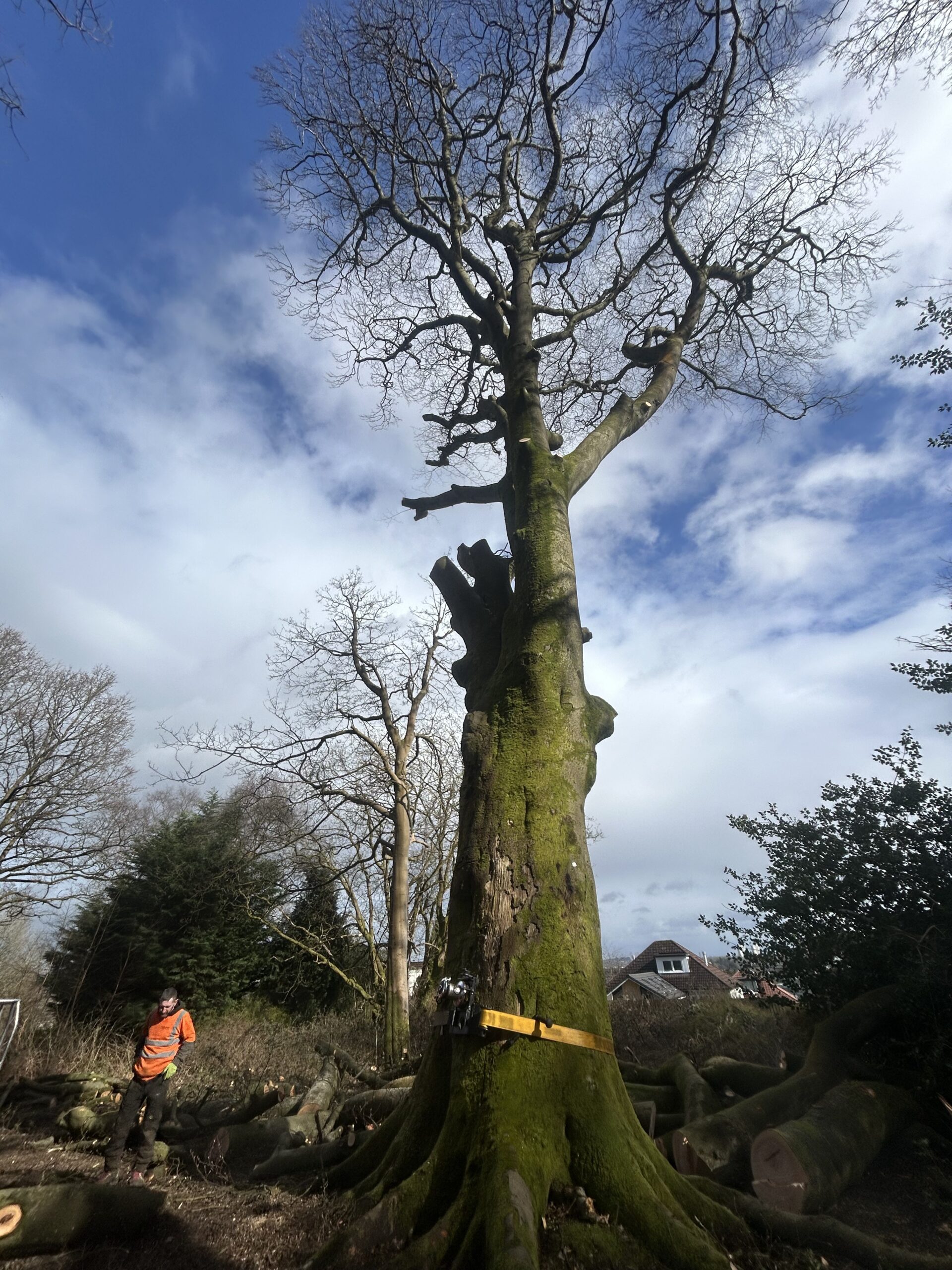 A tall stripped tree secured with a felling strap, with a worker standing nearby.