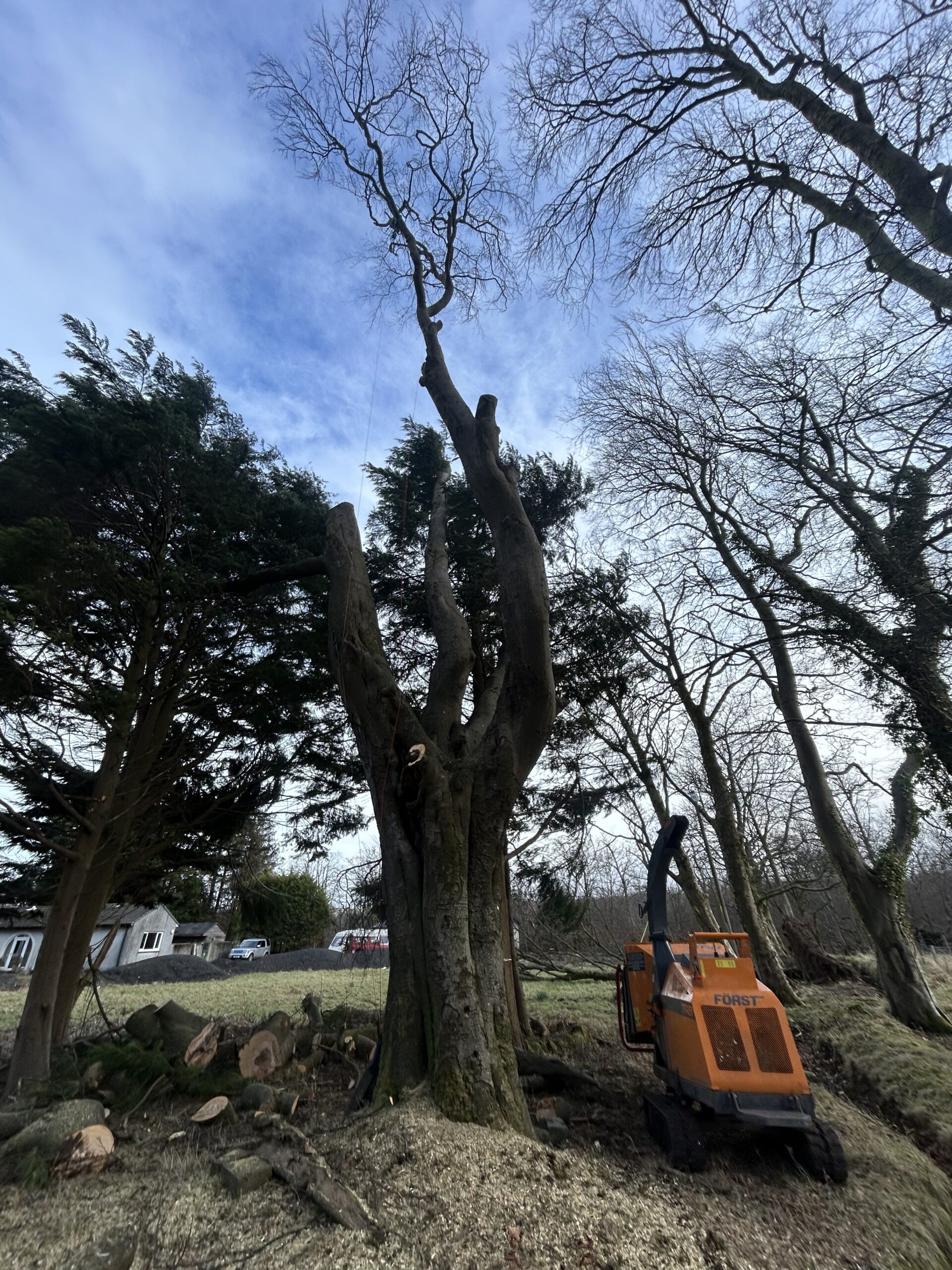 A topped tree trunk standing beside an orange wood chipper in a domestic garden.