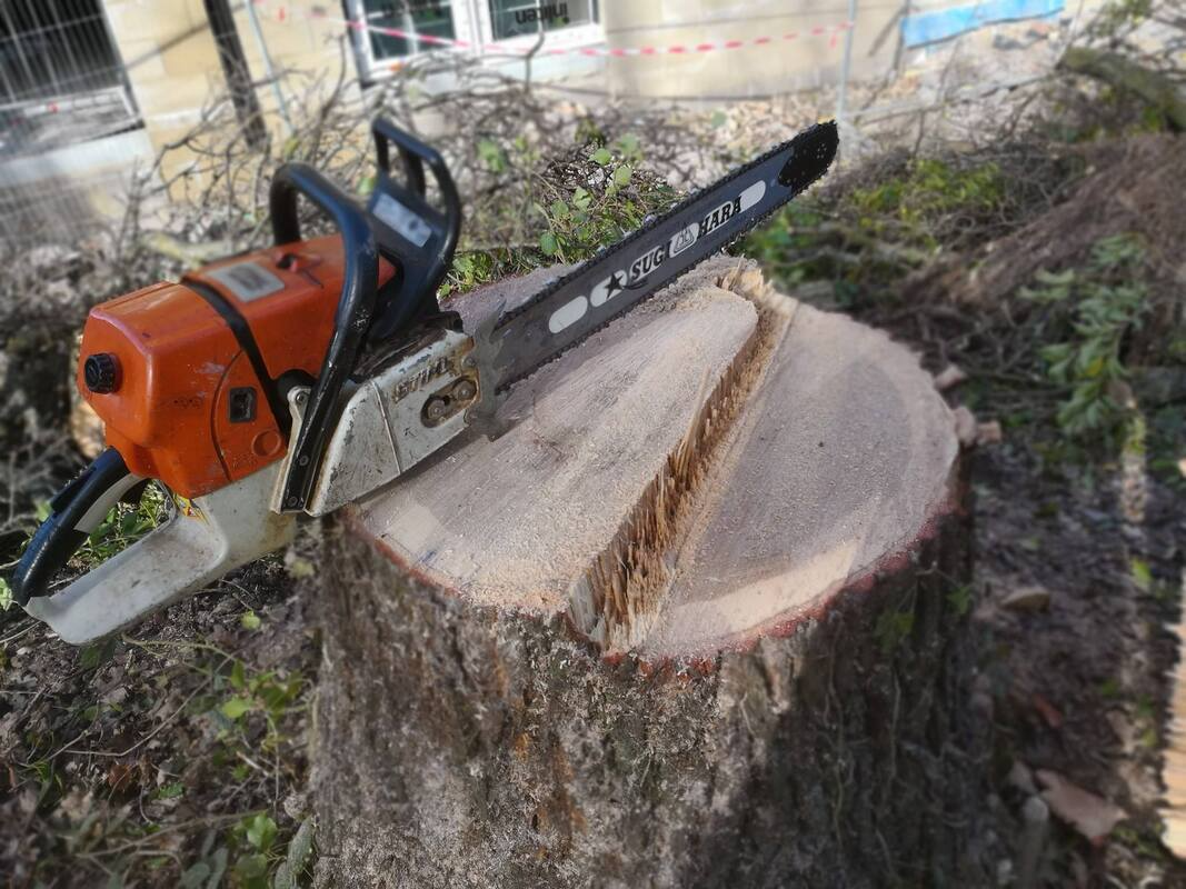 tree stumps all about stump removals in glasgow