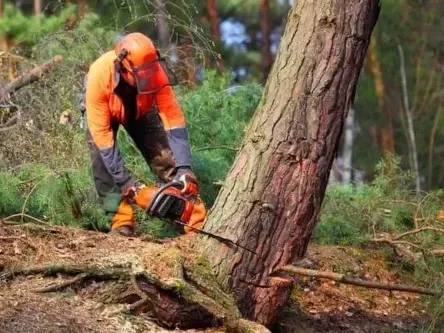 A worker felling a pine tree trunk in woodland.